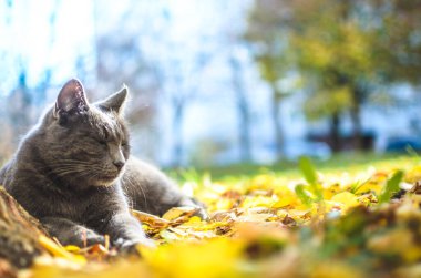Parlak yeşillik içinde içerikli gri kedi