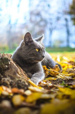 Parlak yeşillik içinde içerikli gri kedi