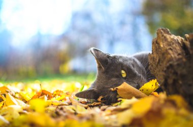  Gri kedi yarı yeşillikte yatıyor, parlak arkaplanda.