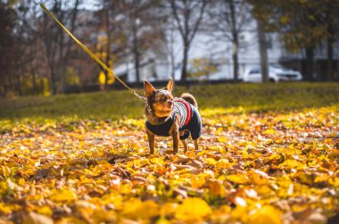 Turuncu yaprakların üzerinde tasmalı bir Chihuahua