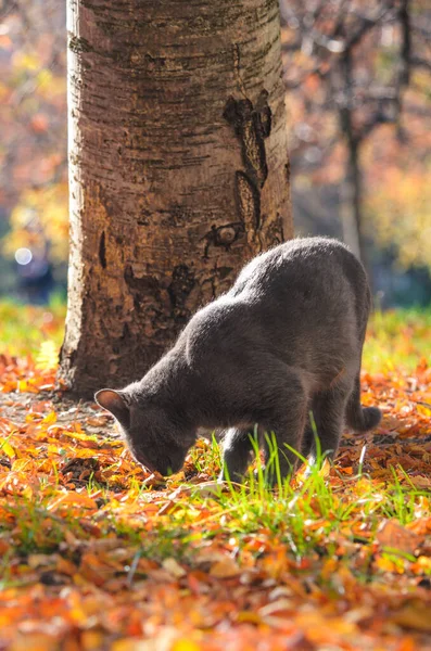 Gray Cat Sniffs Ground Tree Next Fallen Orange Leaves — Stock Photo, Image