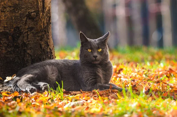 Gray Cat Lies Tree Next Fallen Orange Leaves — Stock Photo, Image