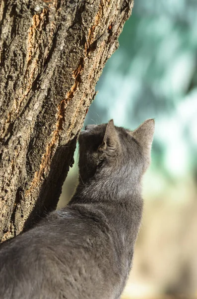 Gray Cat Kijkt Naar Een Insect Een Boom — Stockfoto