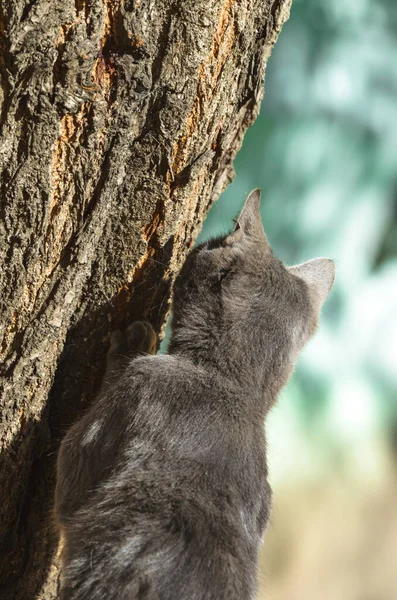 Graue Katze Beobachtet Ein Insekt Auf Einem Baum — Stockfoto