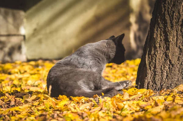 Graue Katze Lag Herbstlicht Auf Laub — Stockfoto