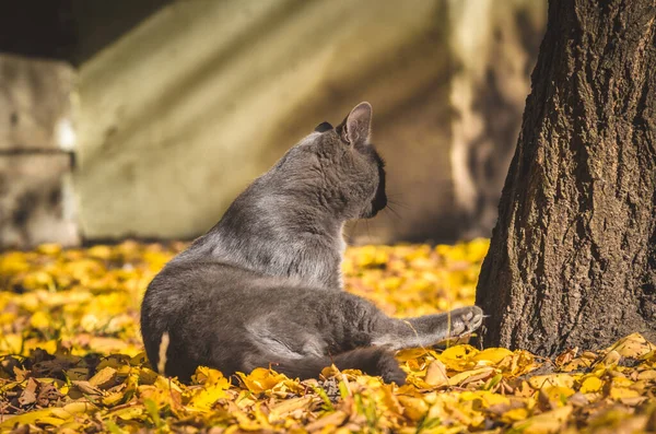 秋の光の中で灰色の猫が葉に横たわっている — ストック写真