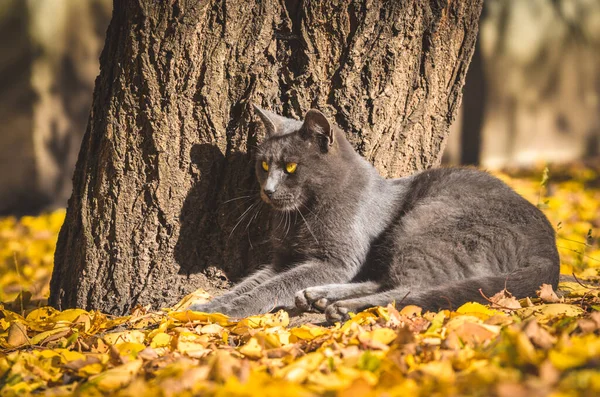 Gri Kedi Düşen Sonbahar Yapraklarının Üzerinde Bir Ağacın Yanında Yatıyordu — Stok fotoğraf