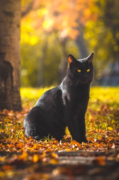 Gato Negro Sobre Cálido Fondo Otoñal Naranja Rojo — Foto de Stock