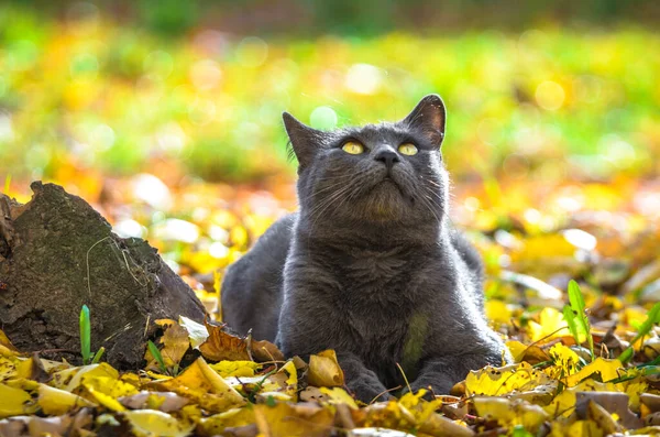 Gray Cat Looks Hemp Saturated Photo Beautiful Bokeh — Stock Photo, Image