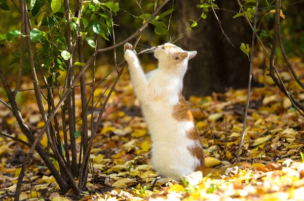 Cat Two Legs Sniffing Branch — Stock Photo, Image