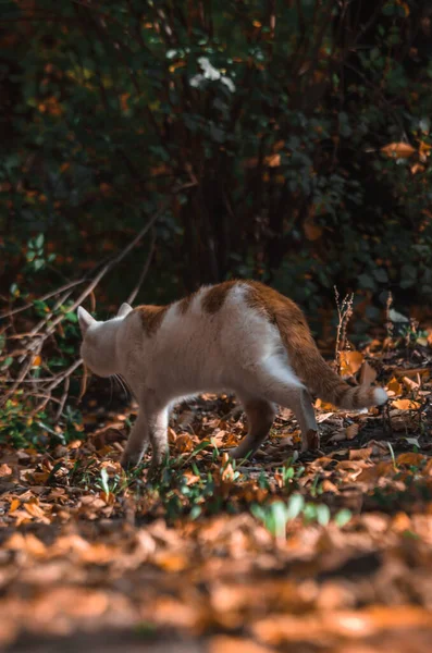 Folhas Instagram Gato Folhagem — Fotografia de Stock