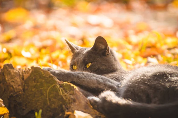 Katze Auf Orangefarbenem Herbst Bokeh — Stockfoto