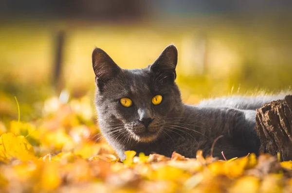 주황색 톤으로 표시된 고양이 — 스톡 사진