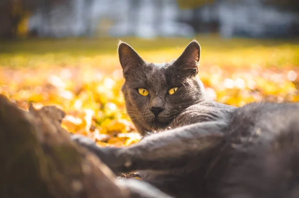 Grå Katt Ligger Bakgrund Orange Höst Bokeh — Stockfoto