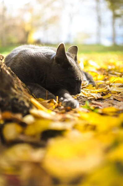 在明亮的树叶中睡着的灰猫 — 图库照片