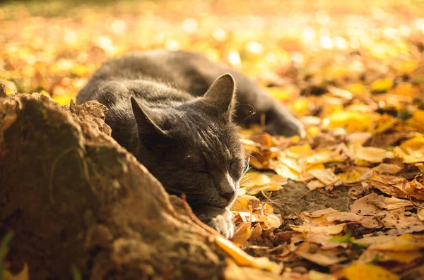 明橙叶中睡着的灰猫 — 图库照片