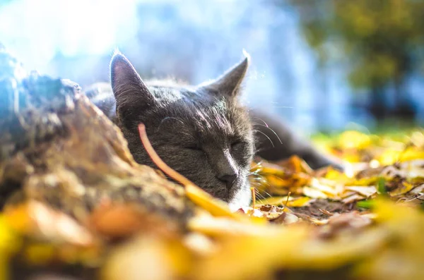 Chat Gris Endormi Dans Feuillage Lumineux — Photo