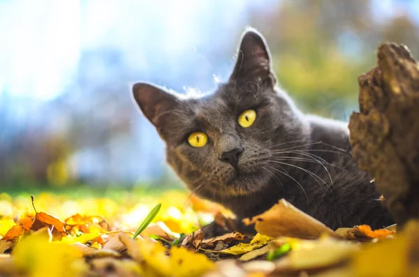 Grå Katt Orange Och Blå Ljus Bakgrund — Stockfoto