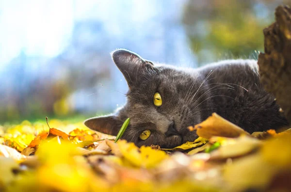 Gato Cinzento Metade Encontra Folhagem Fundo Brilhante — Fotografia de Stock