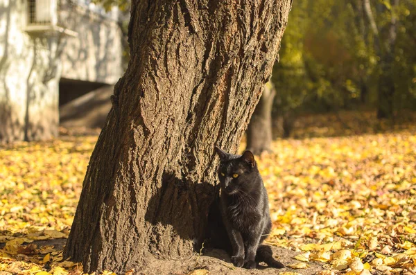 Черная Кошка Мирно Стоит Возле Дерева — стоковое фото