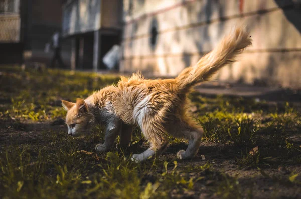 家の近くの手入れが行き届いていない子猫 — ストック写真