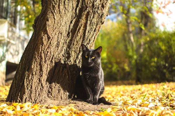 黒い猫は木の近くに静かに立つ — ストック写真
