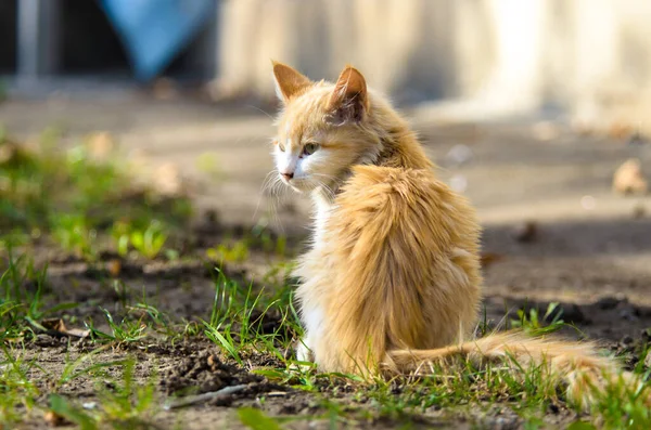 Petit Chaton Aux Cheveux Longs Assis Une Photo Lumineuse — Photo