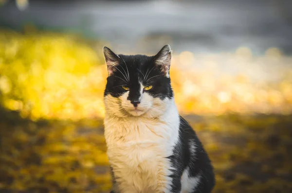 有橙色背景的愤怒的猫 — 图库照片