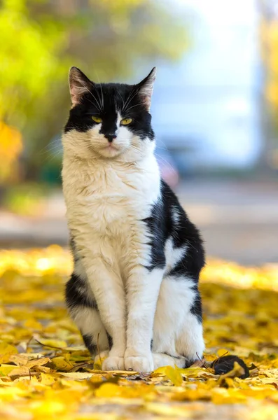 Volledige Lengte Zwart Wit Kat Stoep Met Gebladerte — Stockfoto