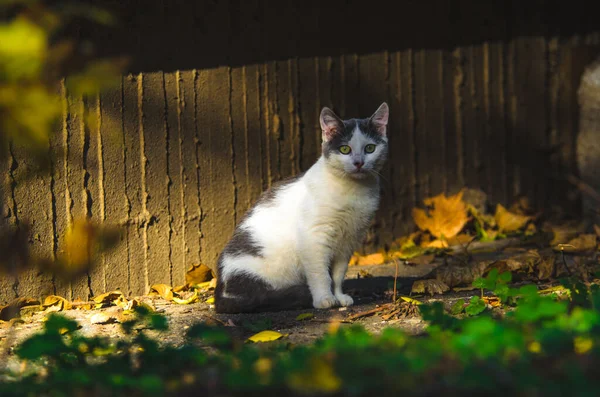 太陽の下で家のコンクリート壁の近くに子猫 — ストック写真