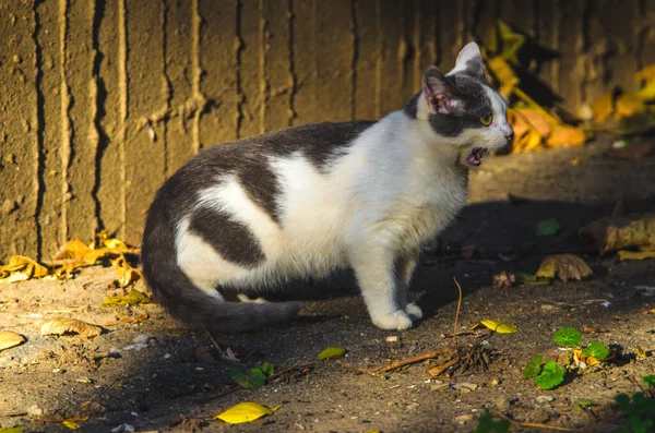 Gatinho Miau Engraçado Perto Parede Concreto Casa Sol — Fotografia de Stock