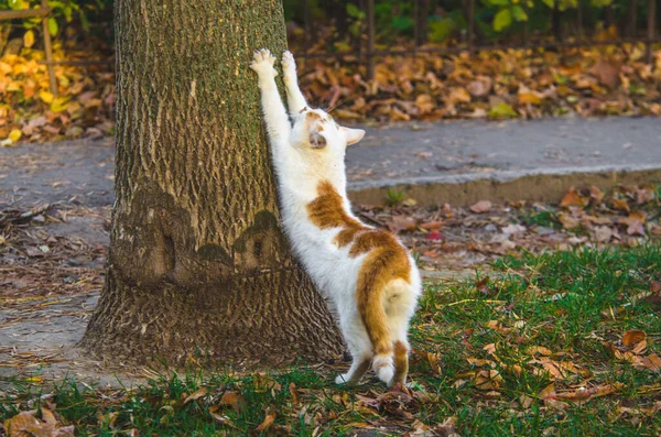 고양이는 늘어나서 나무에 발톱을 날카롭게 — 스톡 사진