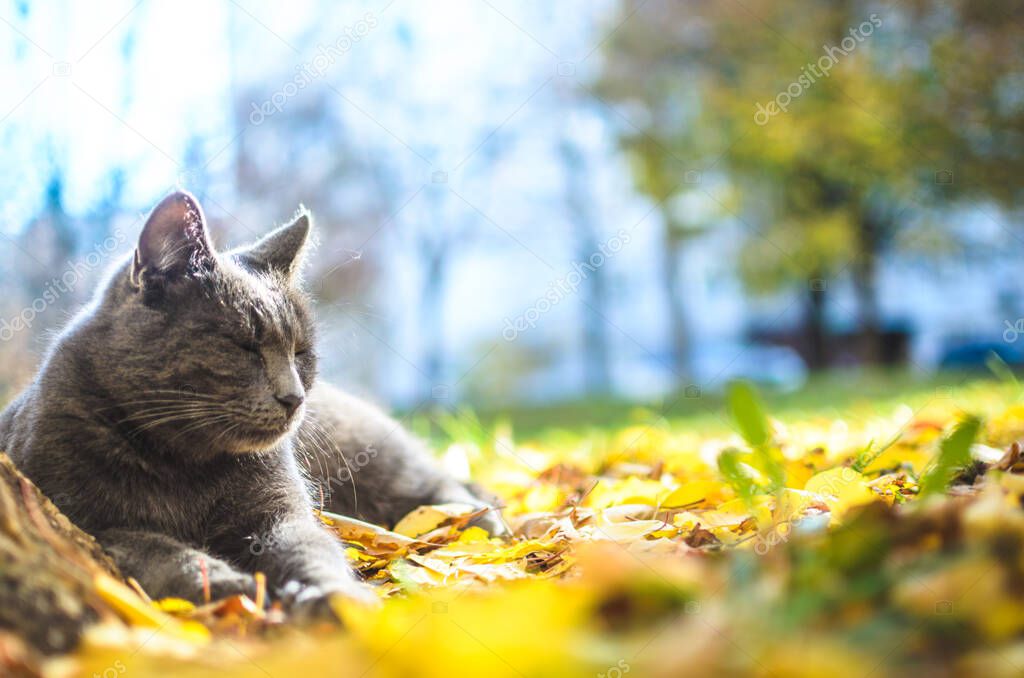 Contented gray cat in bright foliage