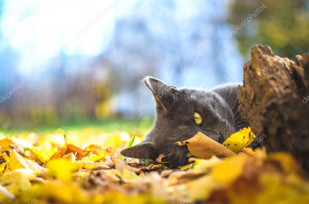  Gray cat half lies in the foliage, bright background