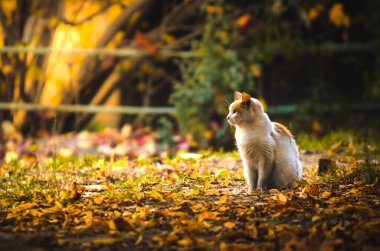 Sonbahar arka planında kenarı olan bir kedi.