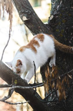 İki renkli kedi ağaçtan inmeye çalışıyor.