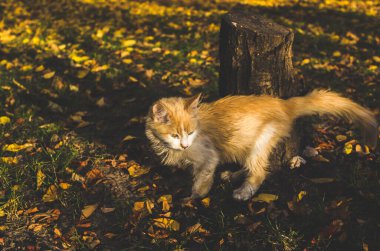 İnstagram tarzında yapraklı küçük bej bir kedi yavrusu.