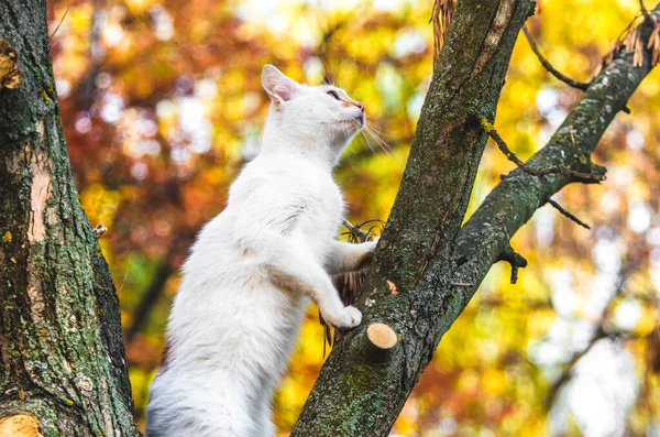 Gato Branco Uma Árvore Contexto Bokeh Outono Cor Laranja — Fotografia de Stock