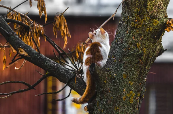 Chat Sur Arbre Regarde Branche Dessus — Photo