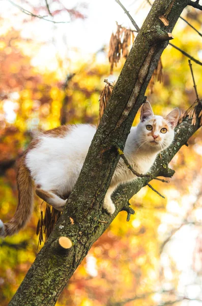 마리의 고양이가 활기찬 의나무와 아름다운 오렌지보케를타고 올라갔다 — 스톡 사진