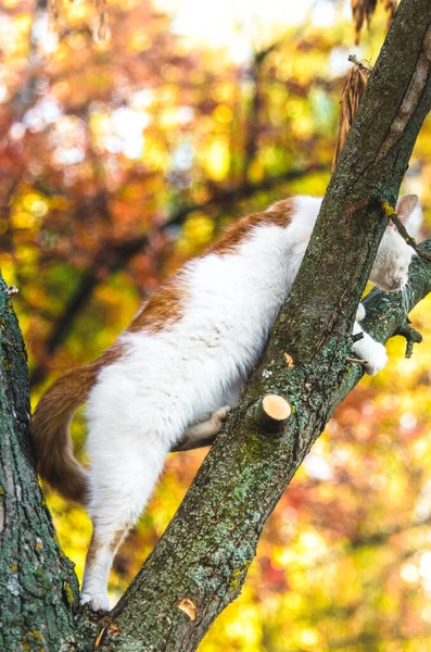 Zwei Farbige Katze Kletterte Auf Eine Lebendige Hintergrund Baum Und — Stockfoto