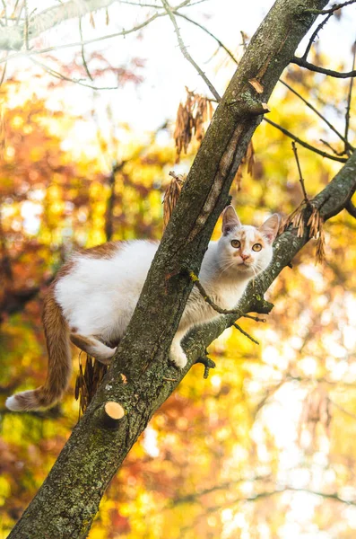 Zwei Farbige Katze Kletterte Auf Eine Lebendige Hintergrund Baum Und — Stockfoto