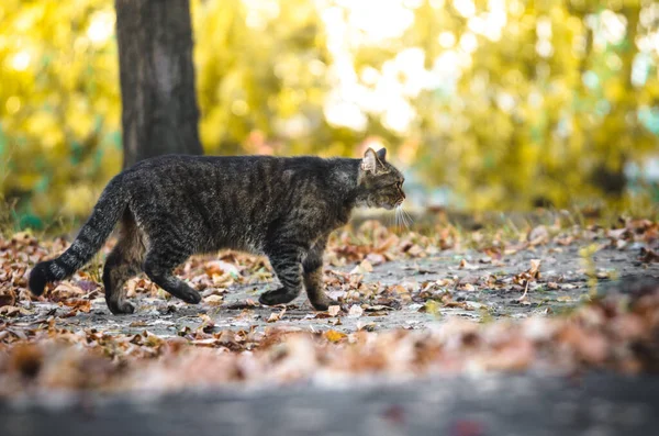 Tabby cat goes on the asphalt on an autumn background after rain
