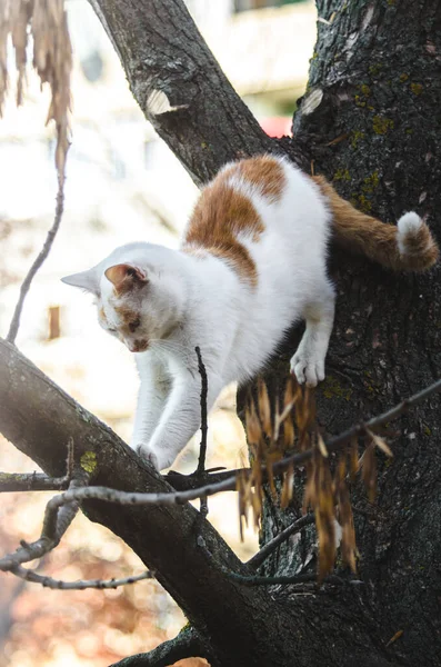 유색인 고양이 마리가 나무에서 떨어지려고 — 스톡 사진