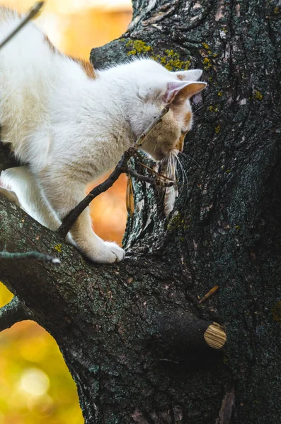 Dois Gatos Coloridos Estão Uma Árvore — Fotografia de Stock
