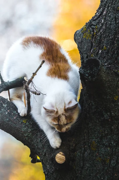 Två Färgade Katt Ett Träd Ser Ner — Stockfoto