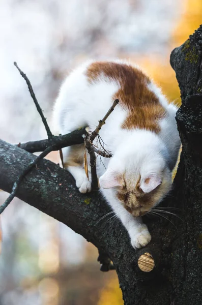 Dois Gatos Coloridos Uma Árvore Olham Para Baixo — Fotografia de Stock