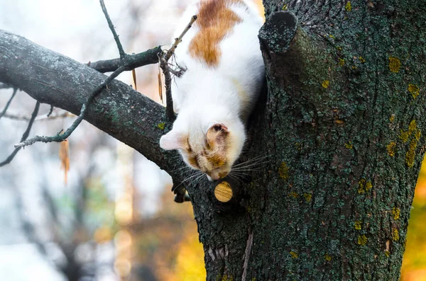 Двокольоровий Кіт Дереві Дивиться Вниз — стокове фото