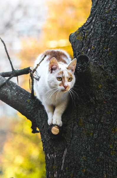 Vertical Portrait Cat Tree Autumn Bokeh — Stock Photo, Image