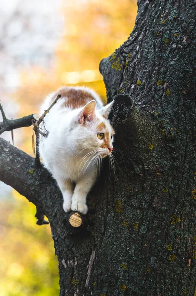 Gato Sentado Galho Árvore Tons Frios — Fotografia de Stock